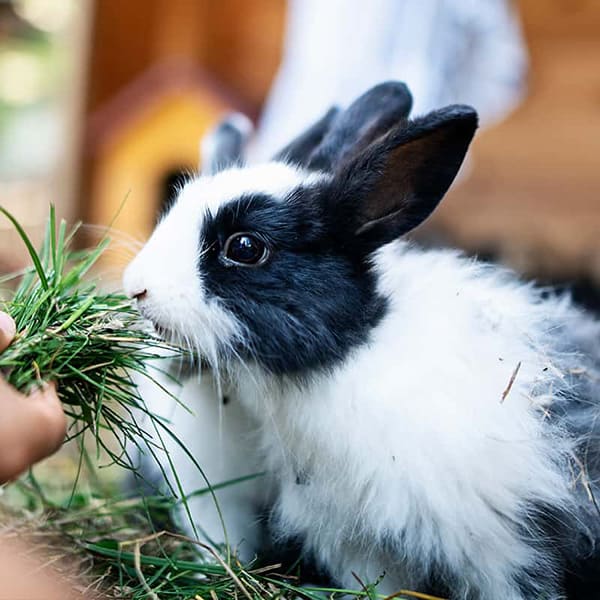 A rabbit chewing on a snack