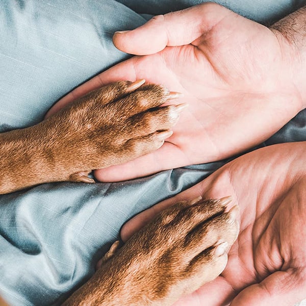 A person holding the paws of a dog