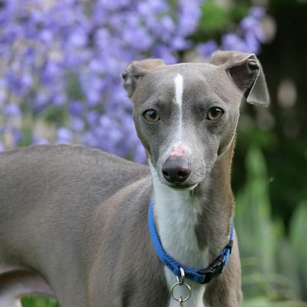 An Italian Greyhound