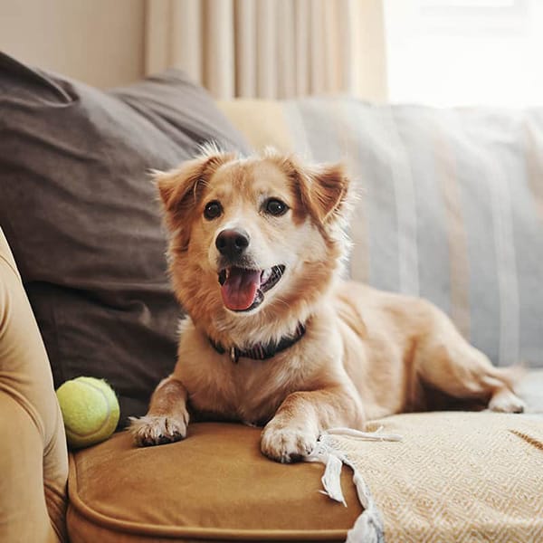 A happy dog on a couch