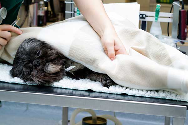 A dog being treated for an injury A dog being treated for an injury