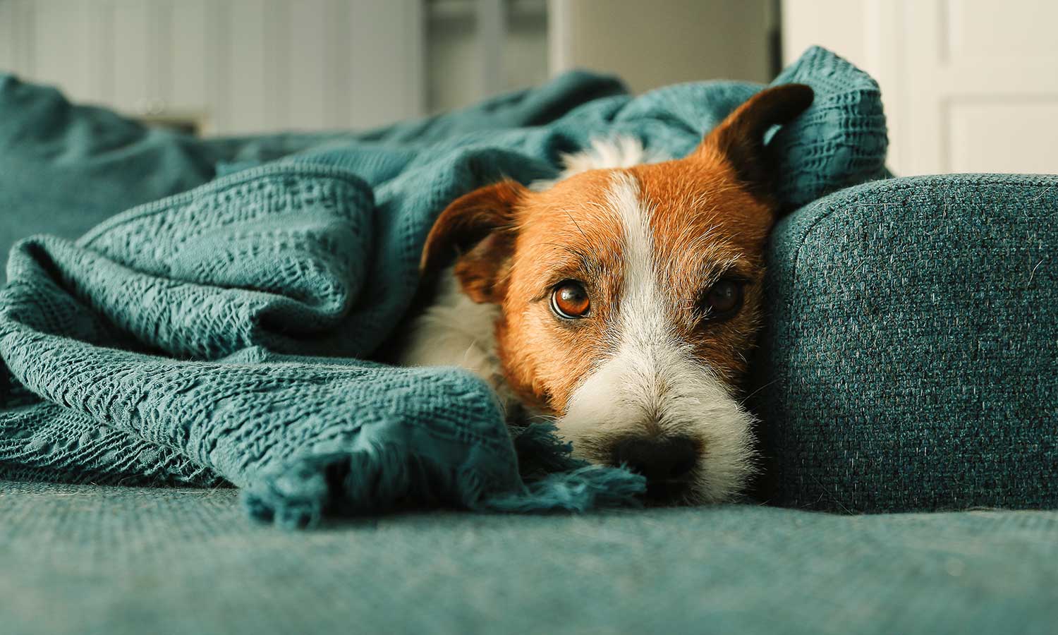 A dog cuddled into blankets