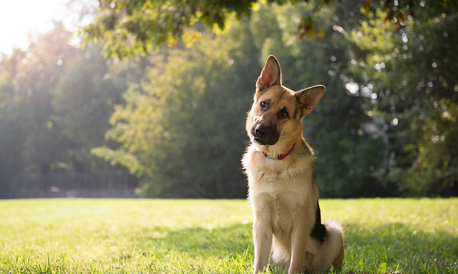 A curious german shepard