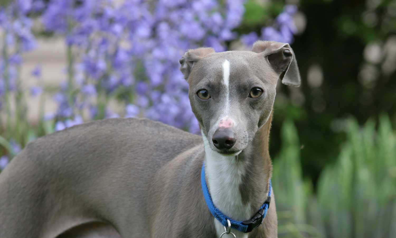 Italian greyhound deals service dog