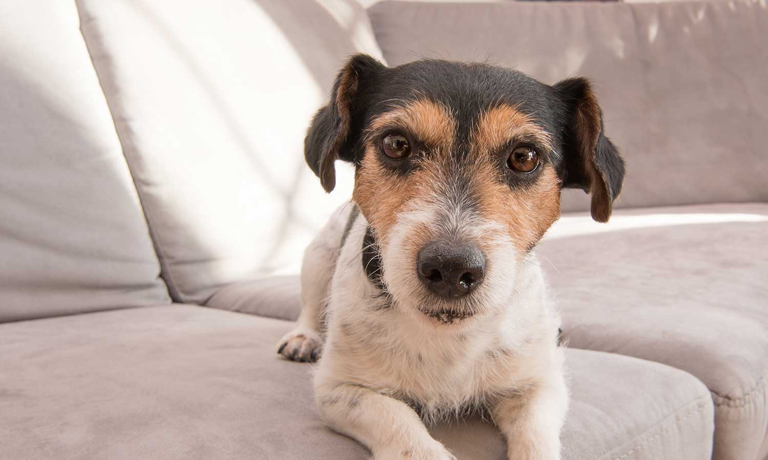 A white and brown dog