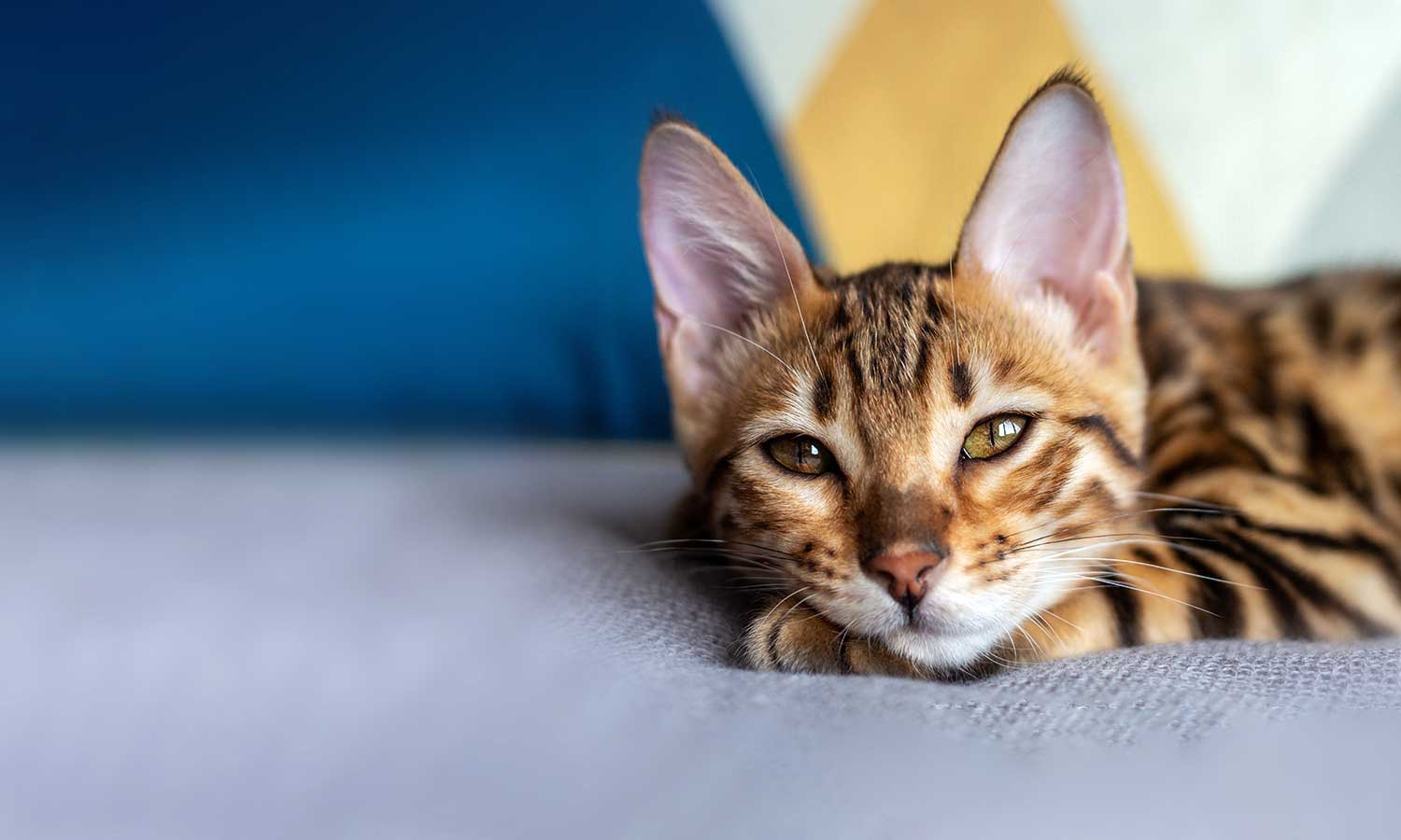 A orange striped cat
