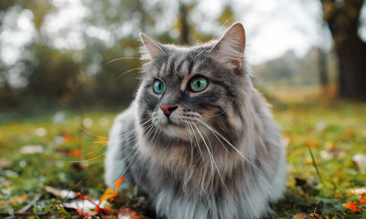 A fluffy cat laying in the grass