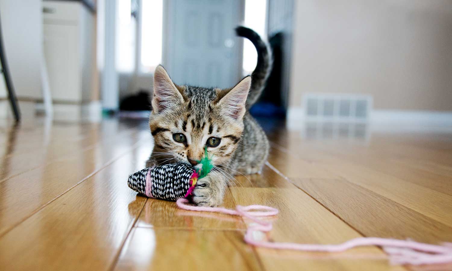 A kitten with a toy